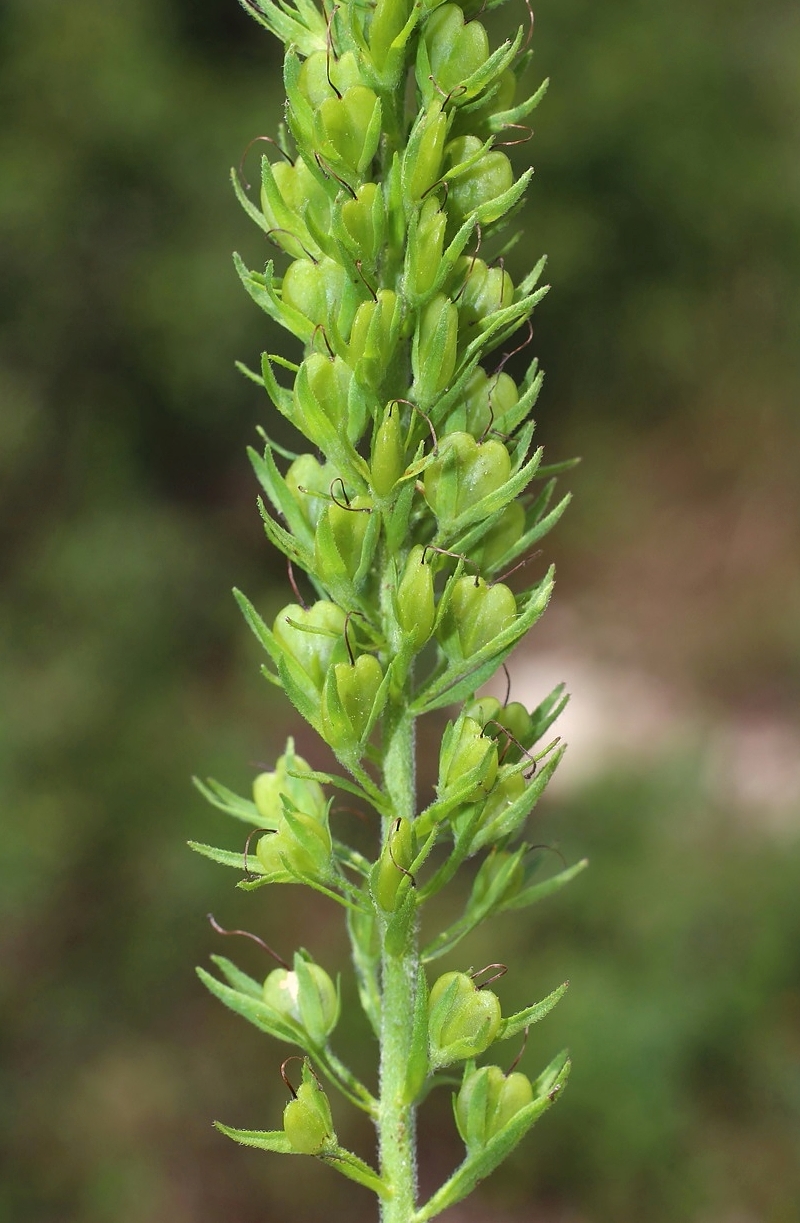 Изображение особи Veronica teucrium.