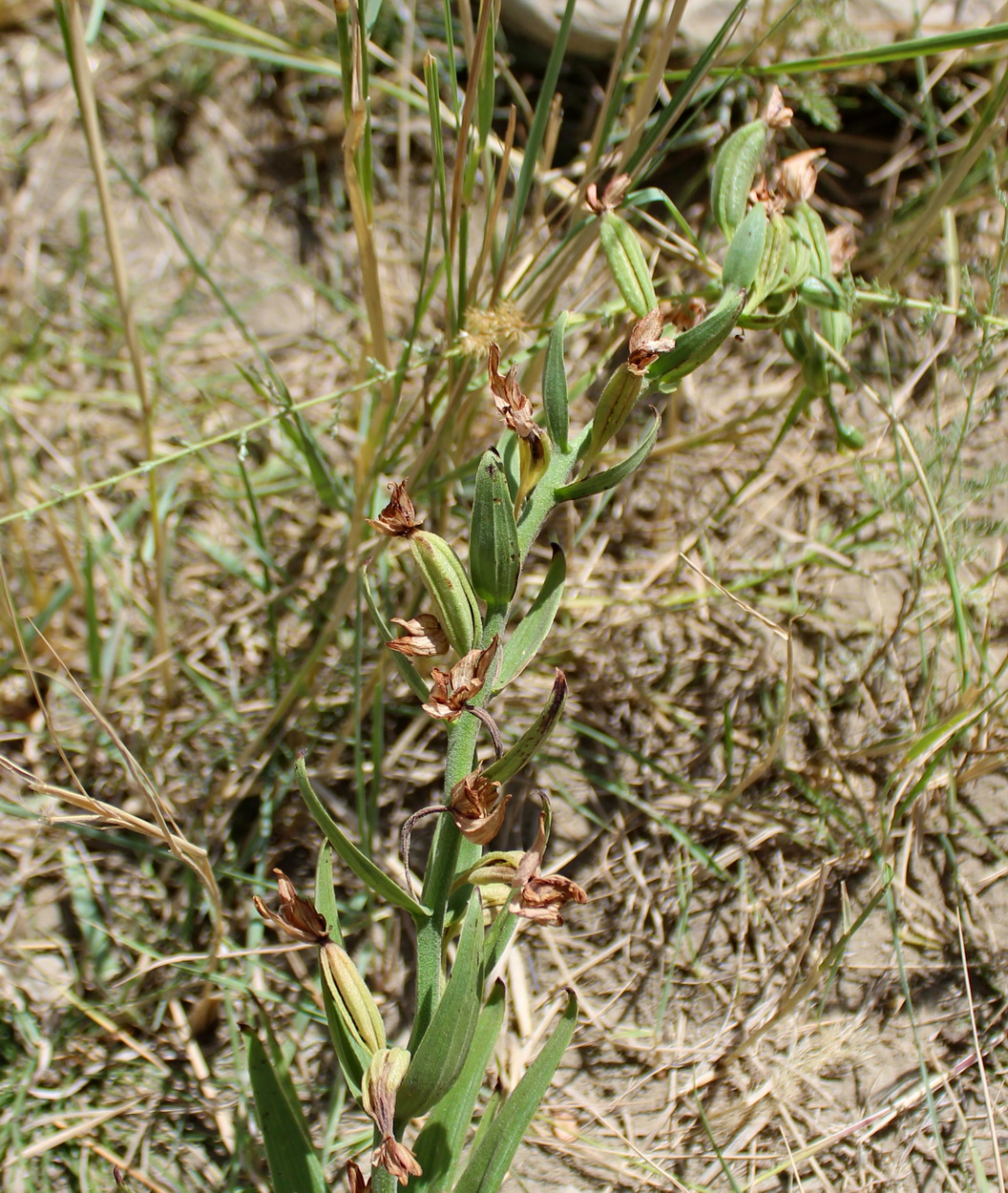 Image of Epipactis veratrifolia specimen.