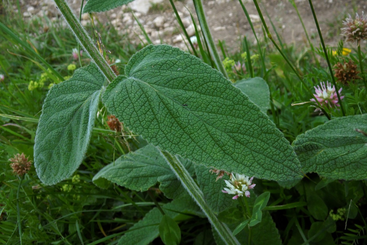 Image of Stachys balansae specimen.