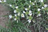 Cerastium nemorale