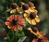 Helenium autumnale. Верхушки побегов с соцветиями. Московская обл., Раменский р-н, окр. дер. Хрипань, садовый участок. 28.08.2018.