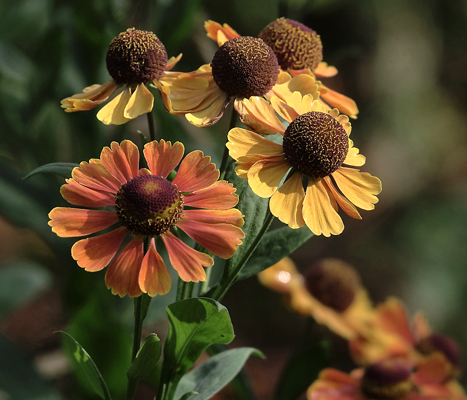 Изображение особи Helenium autumnale.