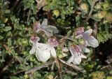 Teucrium brevifolium