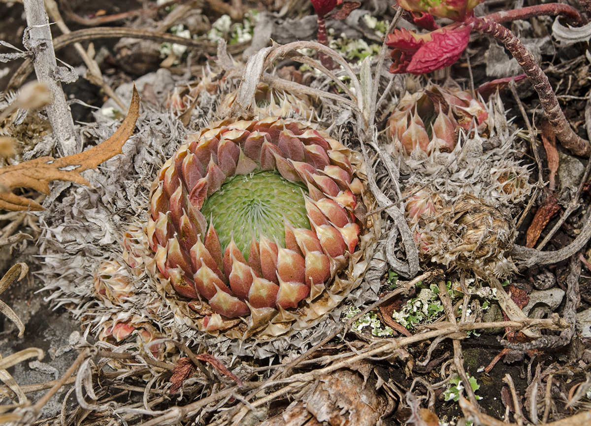 Изображение особи Orostachys spinosa.