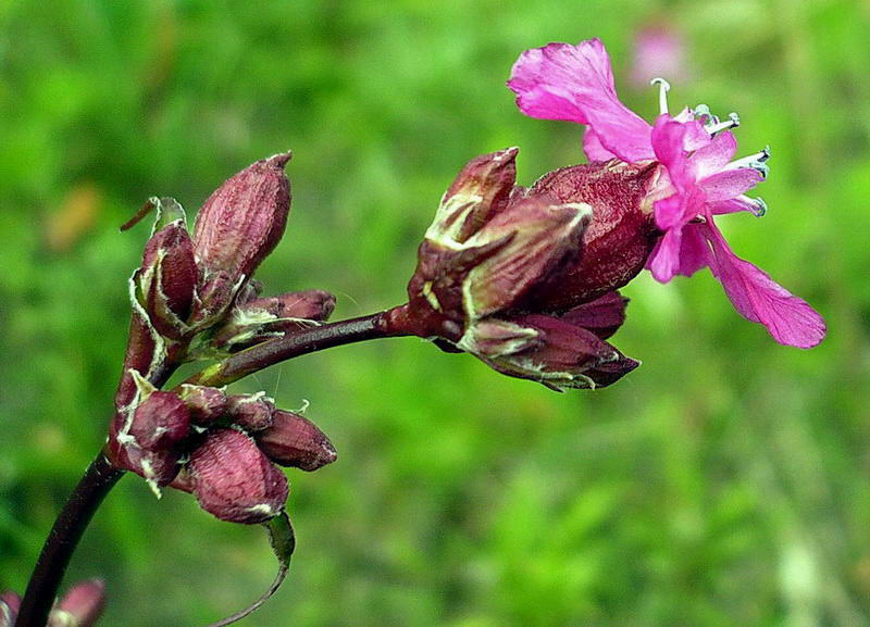 Image of Viscaria vulgaris specimen.