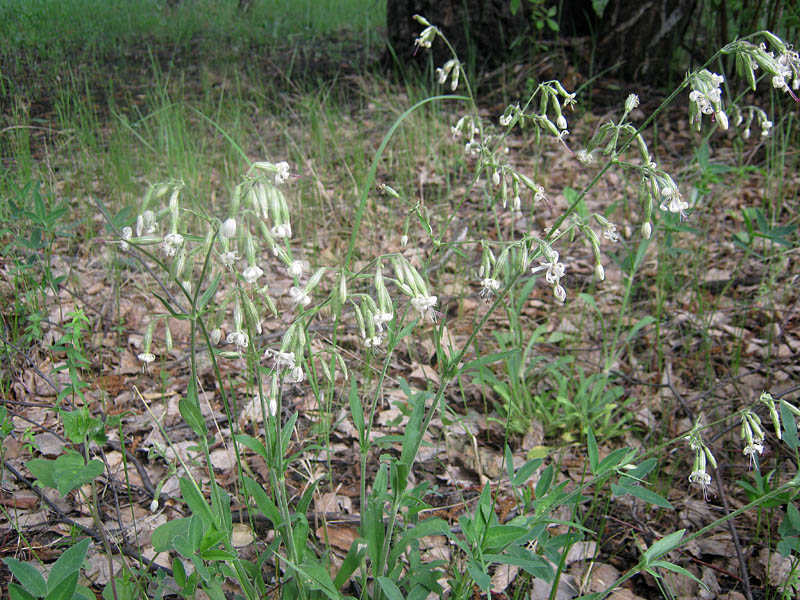 Image of Silene nutans specimen.