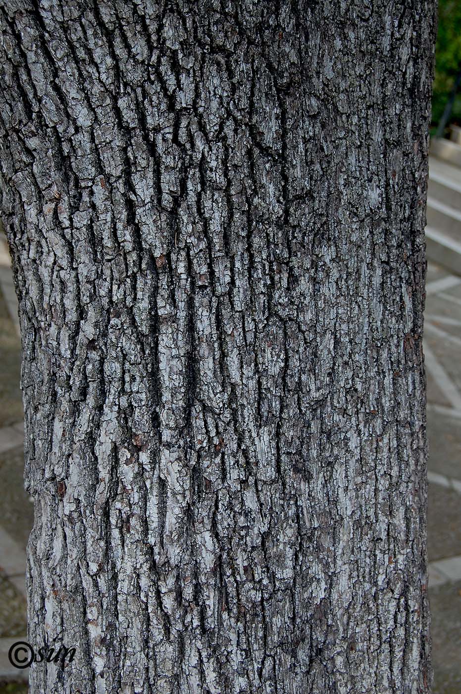 Image of Quercus ilex specimen.