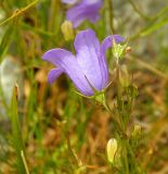 род Campanula