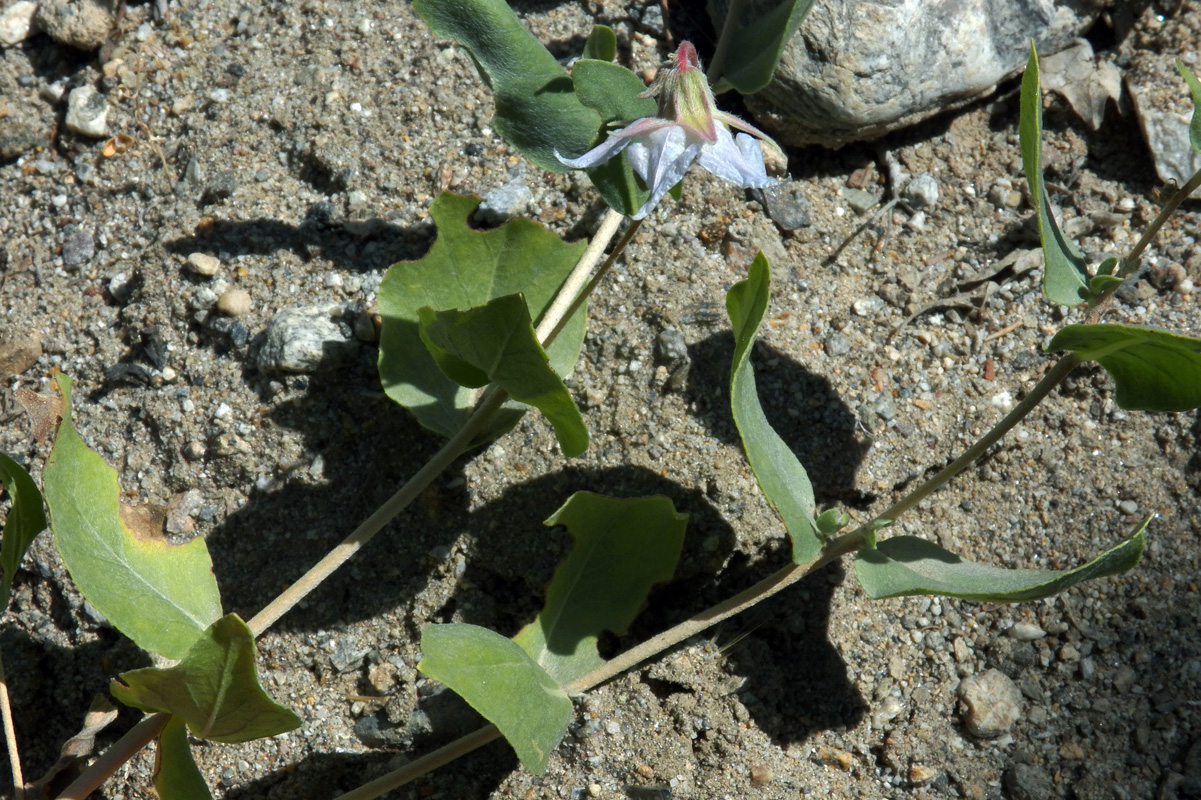 Image of Trichodesma incanum specimen.