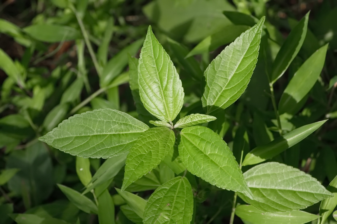 Изображение особи Acalypha australis.