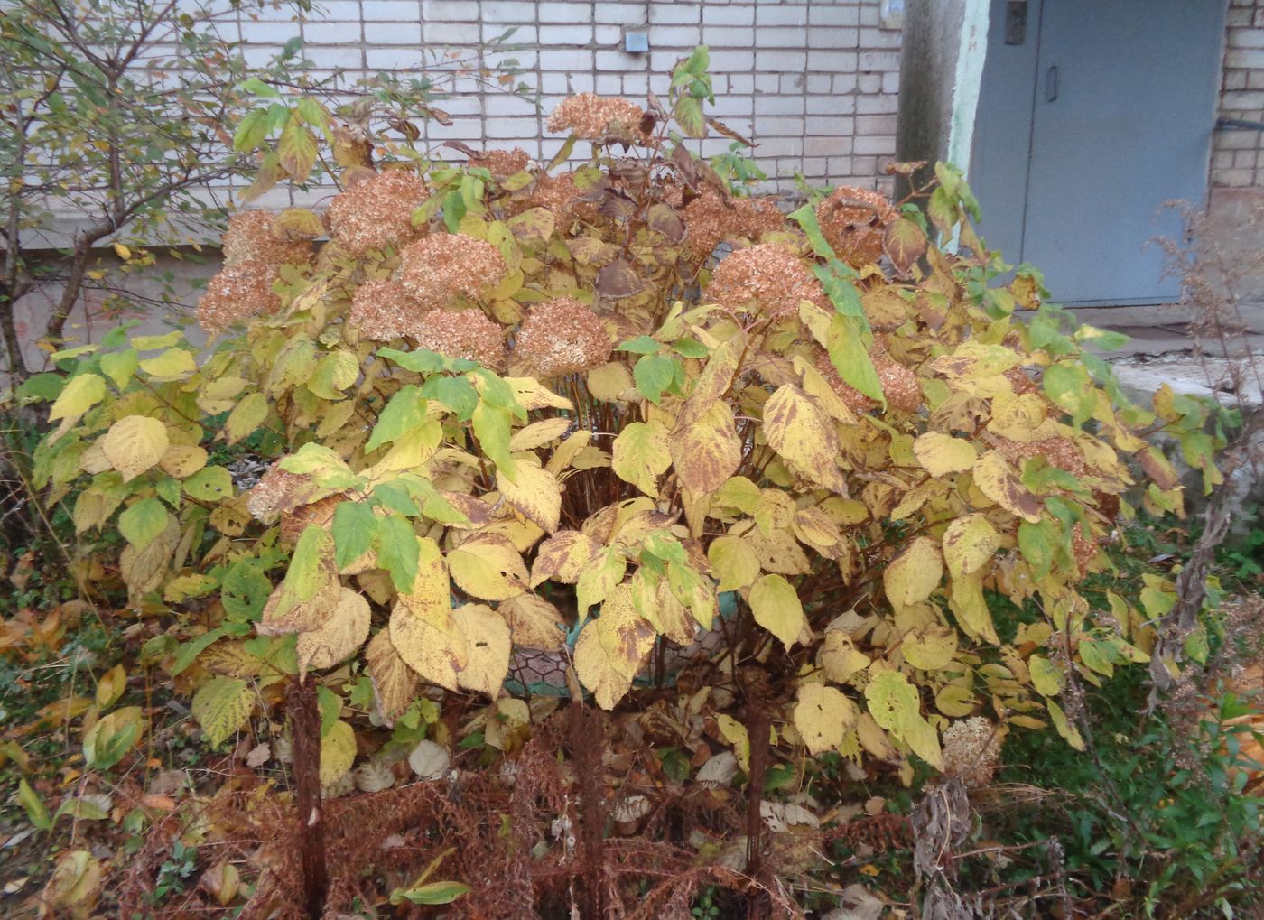 Image of Hydrangea arborescens specimen.