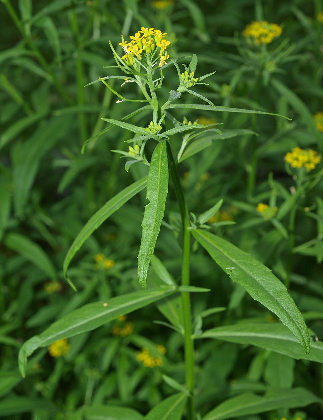 Image of Erysimum cheiranthoides specimen.