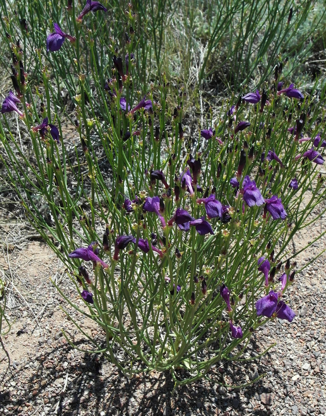 Image of Dodartia orientalis specimen.