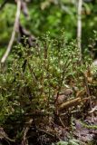 genus Rhizomnium