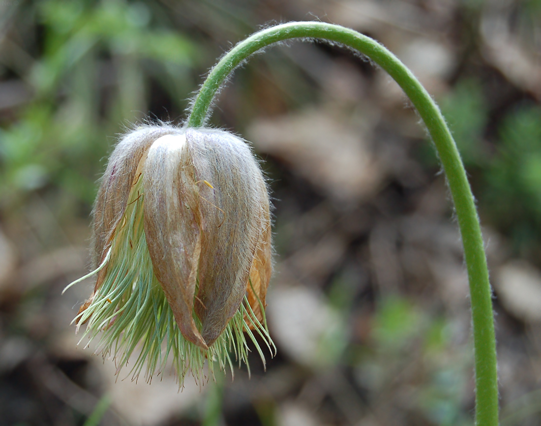 Изображение особи Pulsatilla patens.