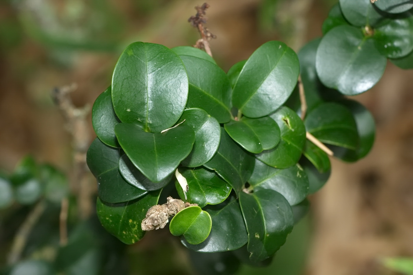 Image of Ligustrum japonicum specimen.