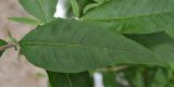 Buddleja davidii