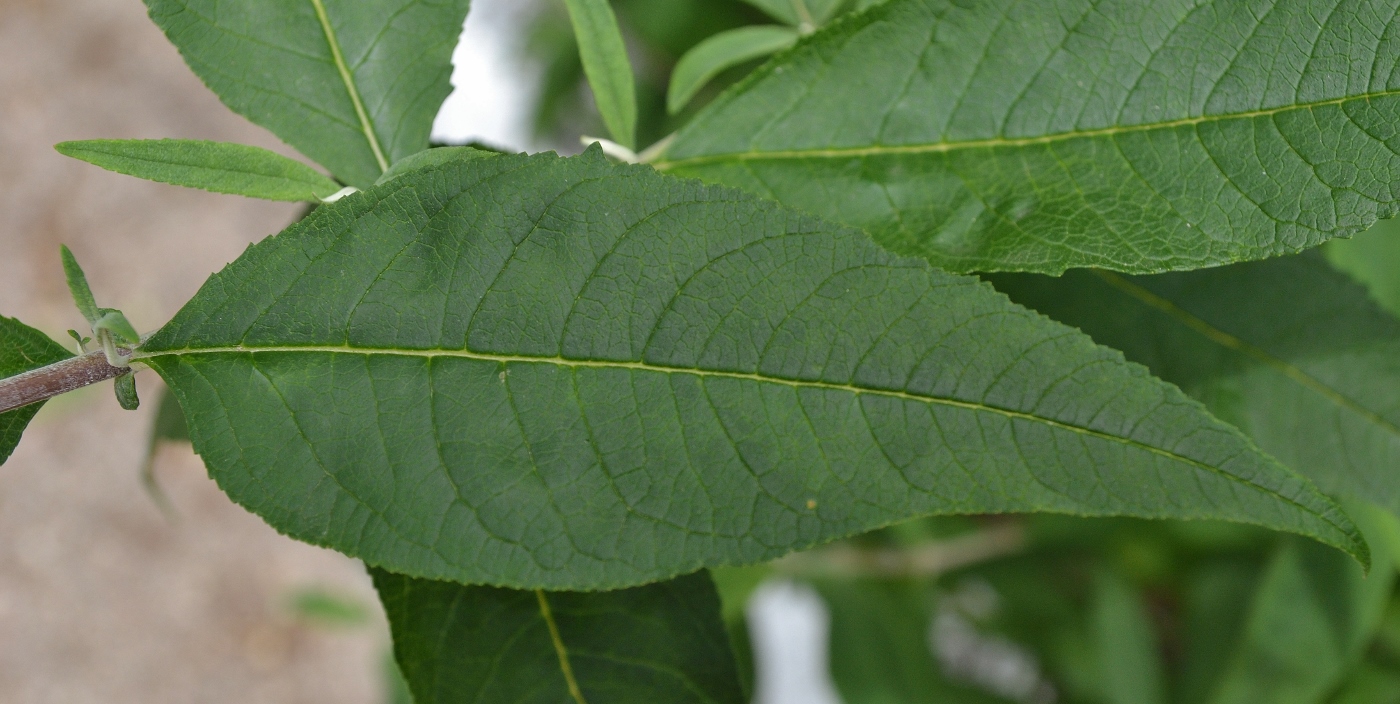 Image of Buddleja davidii specimen.