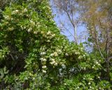 Clematis cirrhosa