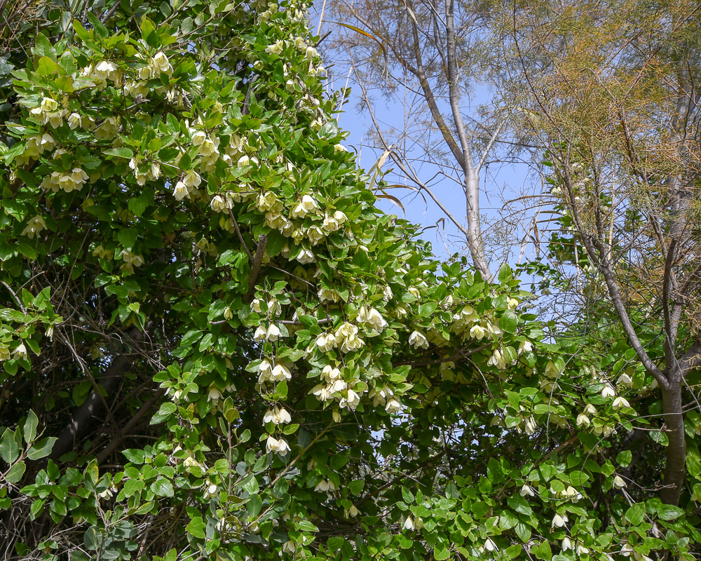 Изображение особи Clematis cirrhosa.