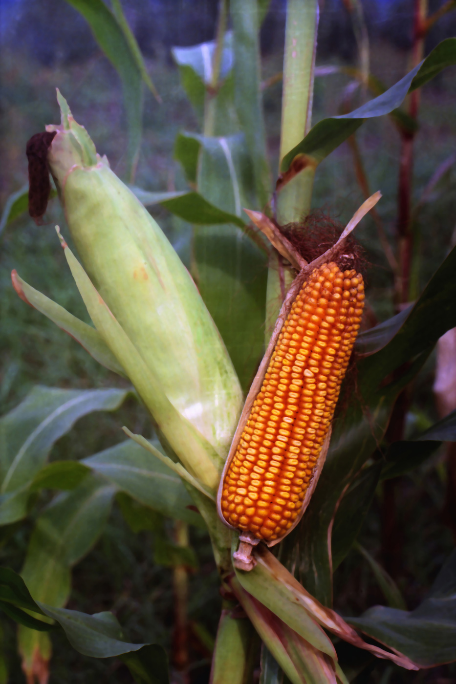 Image of Zea mays specimen.