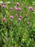 Cirsium heterophyllum