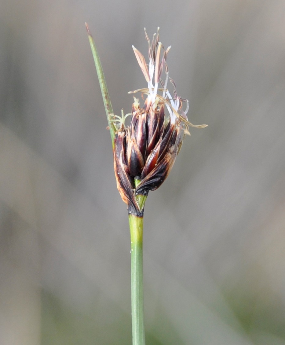 Изображение особи Schoenus nigricans.