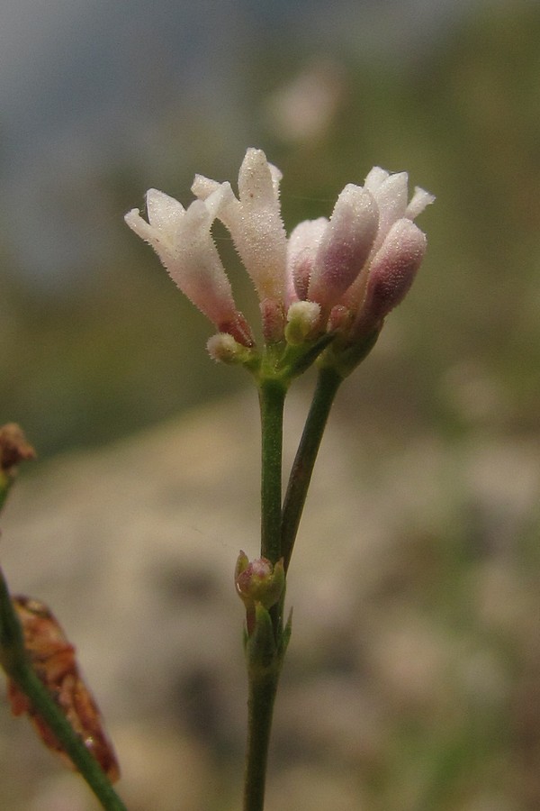 Image of Asperula praevestita specimen.