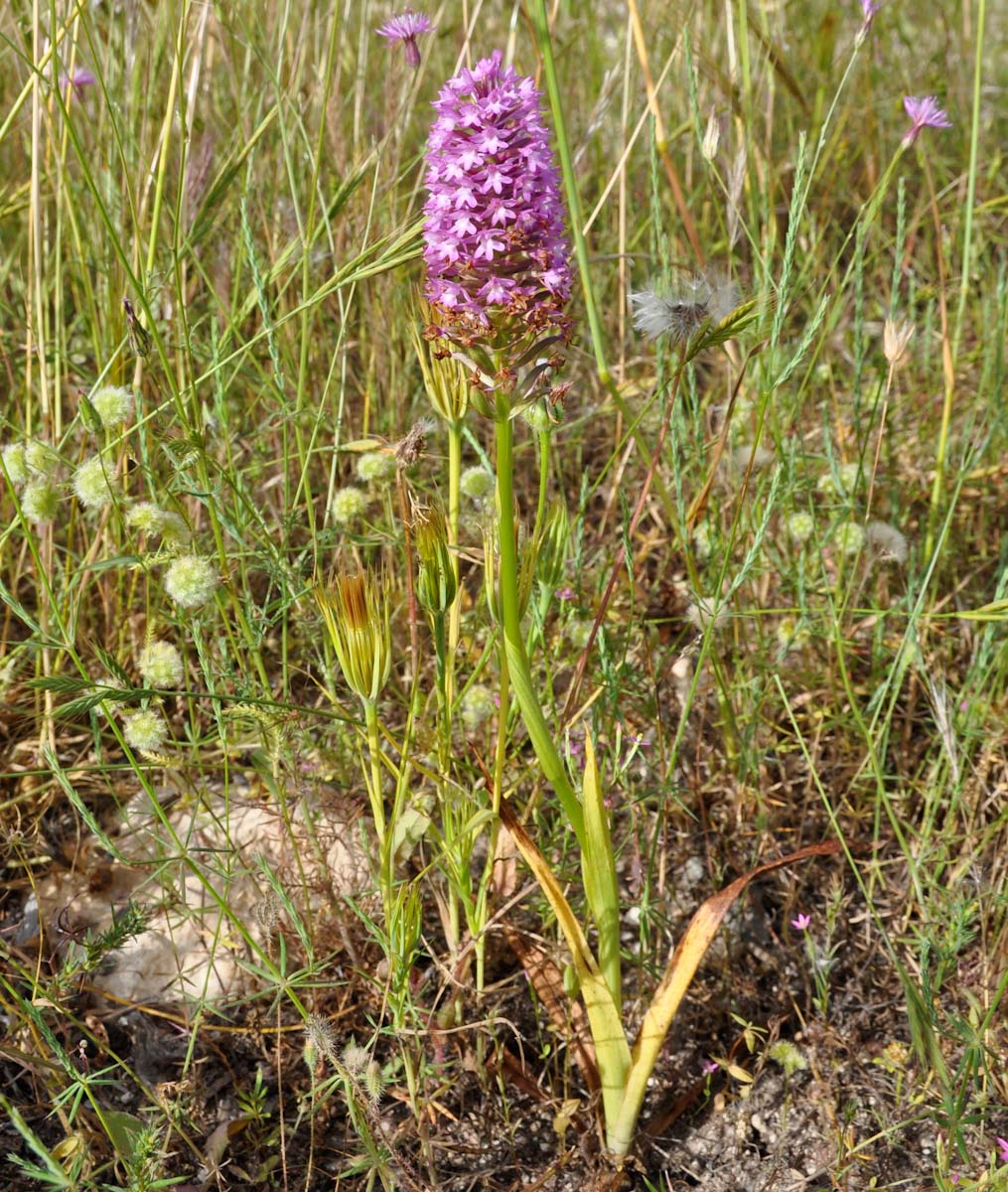 Image of Anacamptis pyramidalis specimen.