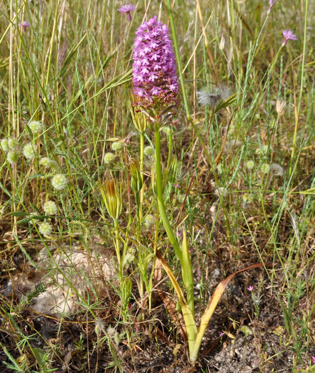 Изображение особи Anacamptis pyramidalis.