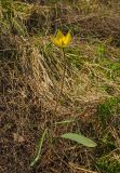 Tulipa biebersteiniana. Цветущее растение. Башкортостан, Гафурийский р-н, окр. дер. Толпарово, долина р. Зилим, травянистый склон в нижней части скального массива Кузганак. 3 мая 2019 г.