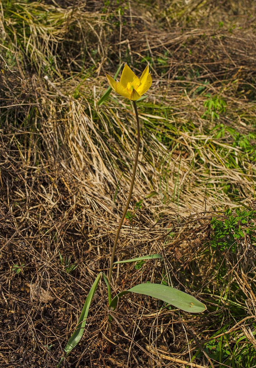 Изображение особи Tulipa biebersteiniana.