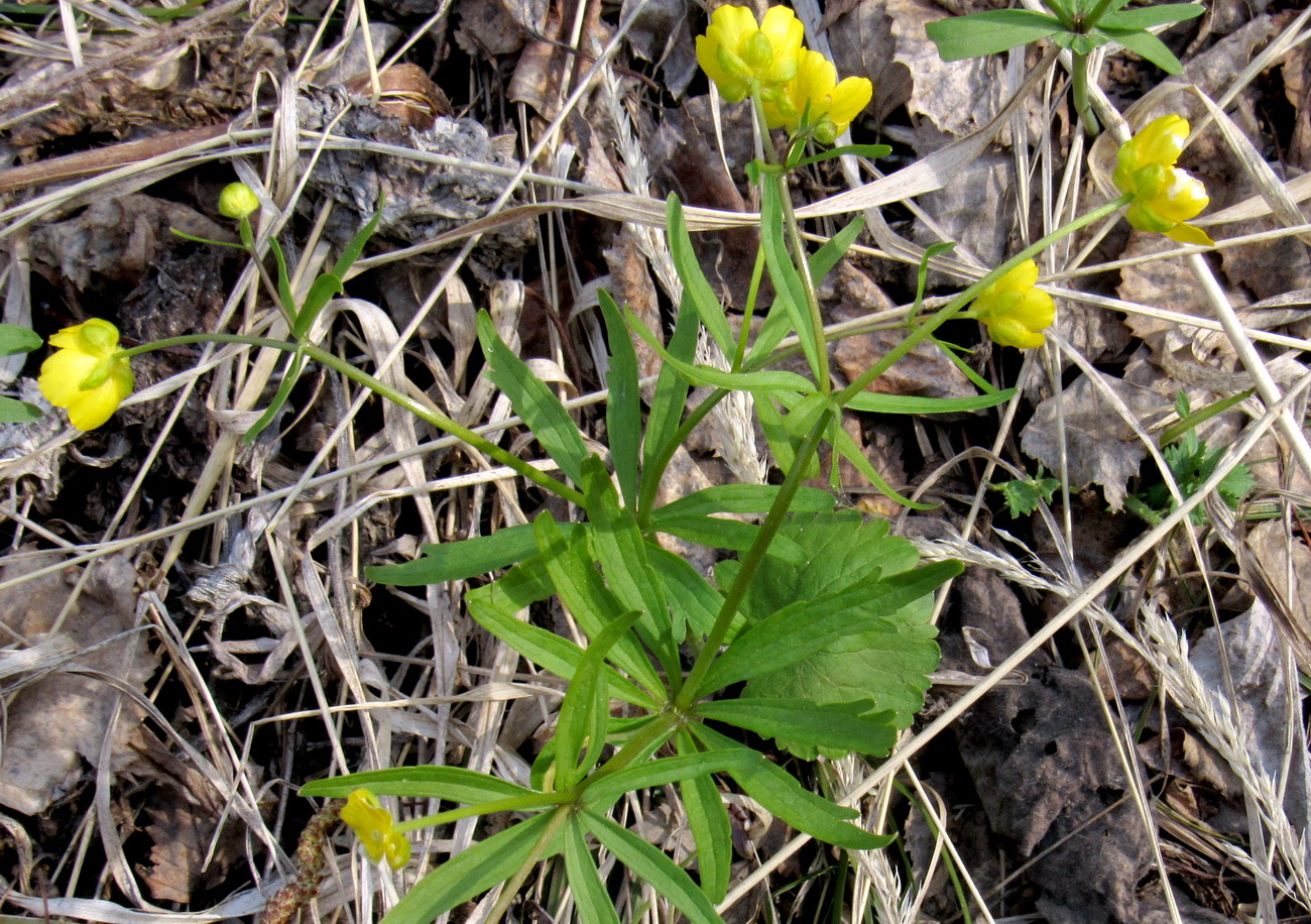 Image of Ranunculus conspicuus specimen.
