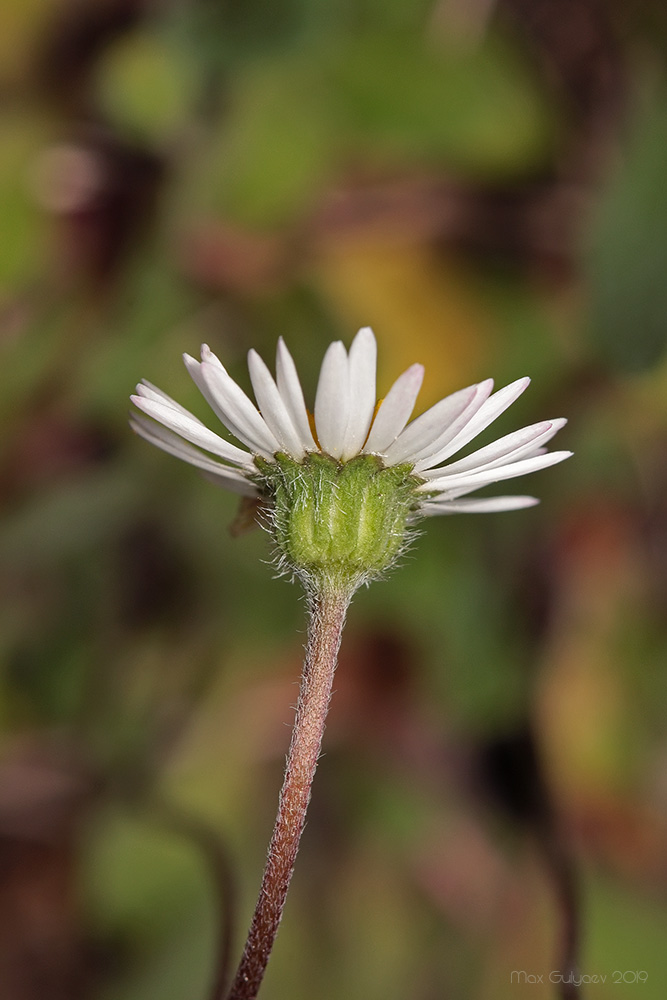 Изображение особи Bellis perennis.