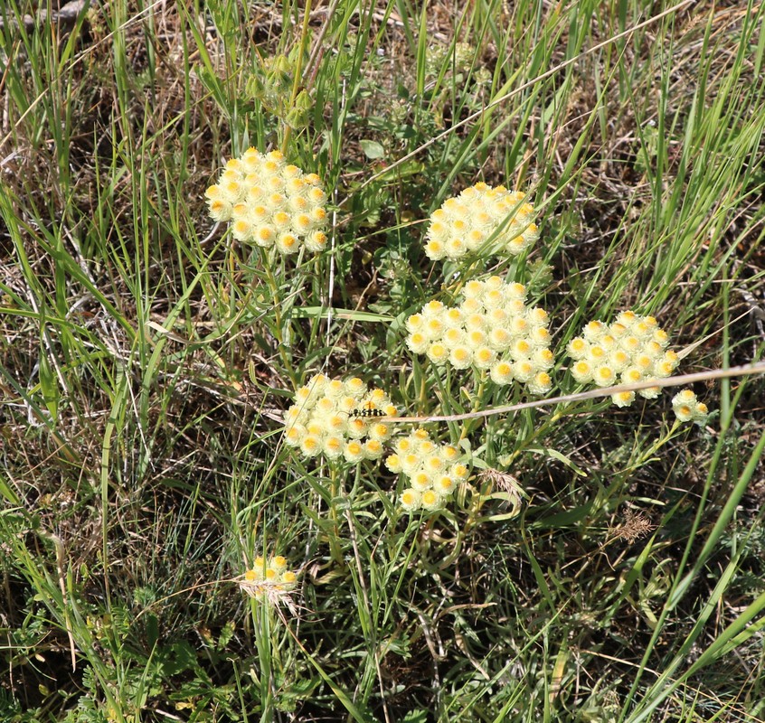 Image of Helichrysum armenium specimen.