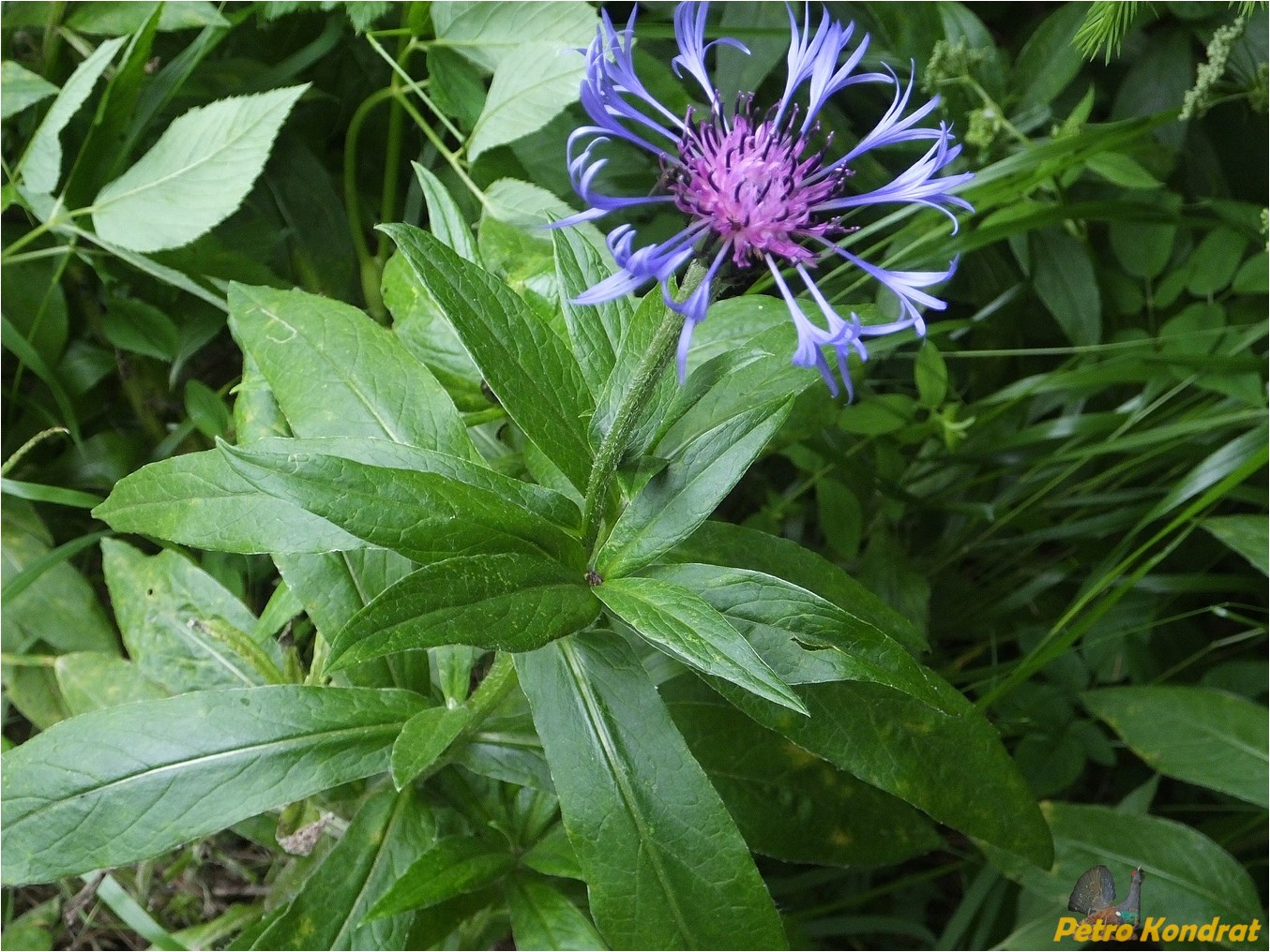 Image of Centaurea marmarosiensis specimen.