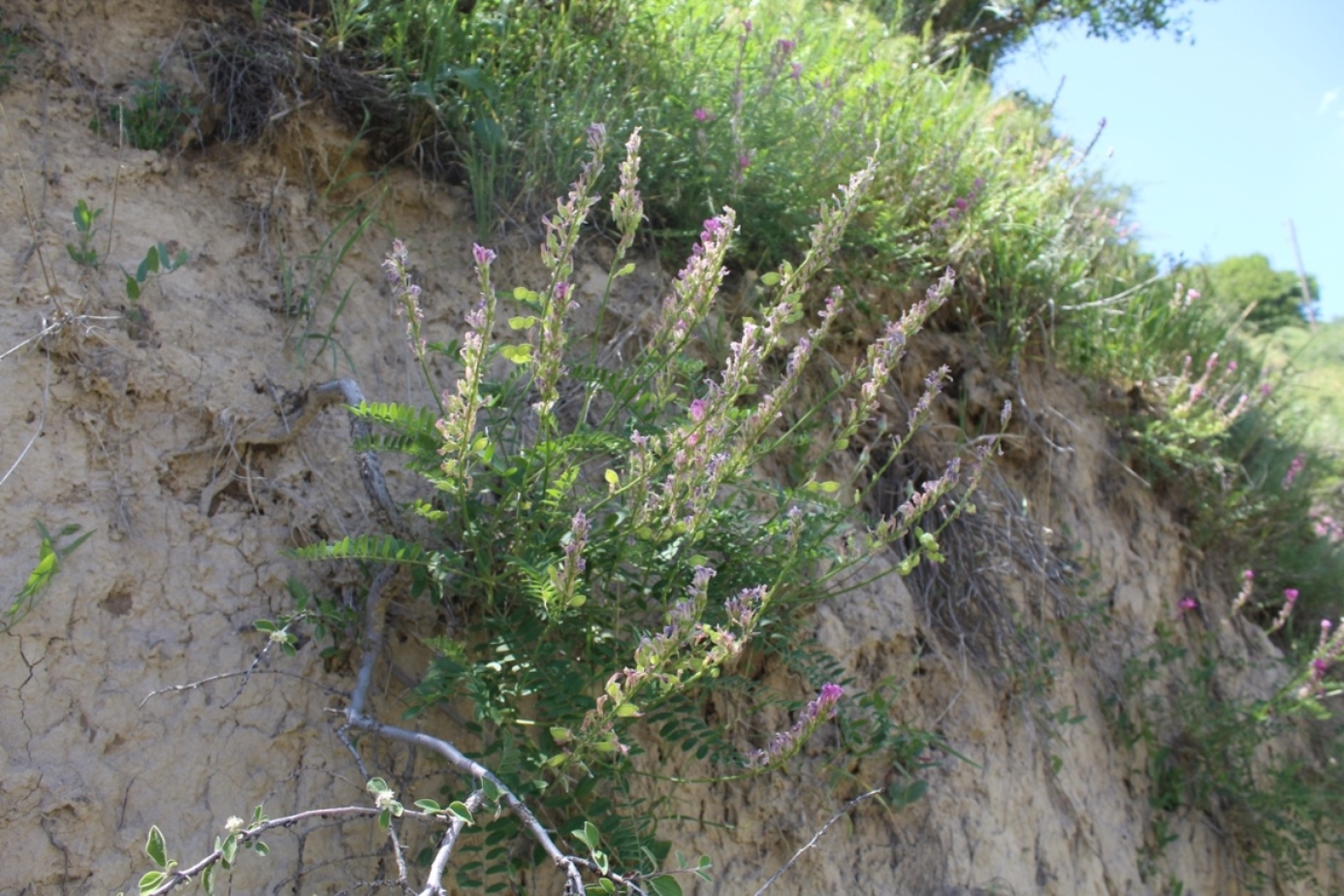 Image of Hedysarum olgae specimen.