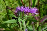 Centaurea phrygia. Соцветия с листочками обёртки и верхними стеблевыми листьями. Санкт-Петербург, Петродворцовый р-н, окр. ж.-д. ст. «Университет», луг. 13.07.2019.