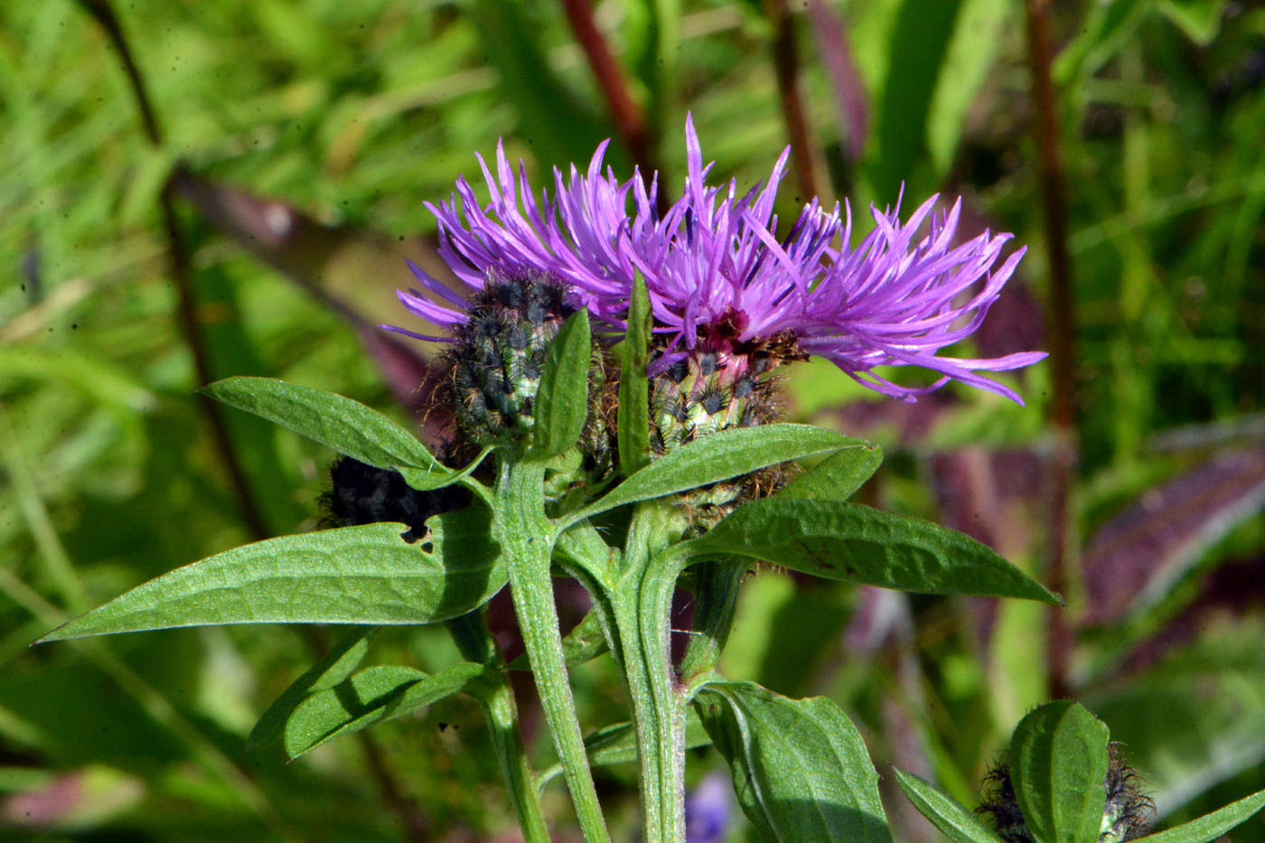 Изображение особи Centaurea phrygia.