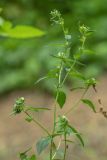 Lithospermum officinale. Верхушка цветущего растения. Ростовская обл., Аксайский р-н, окр. хут. Александровка, пойменные заросли. 26.05.2019.