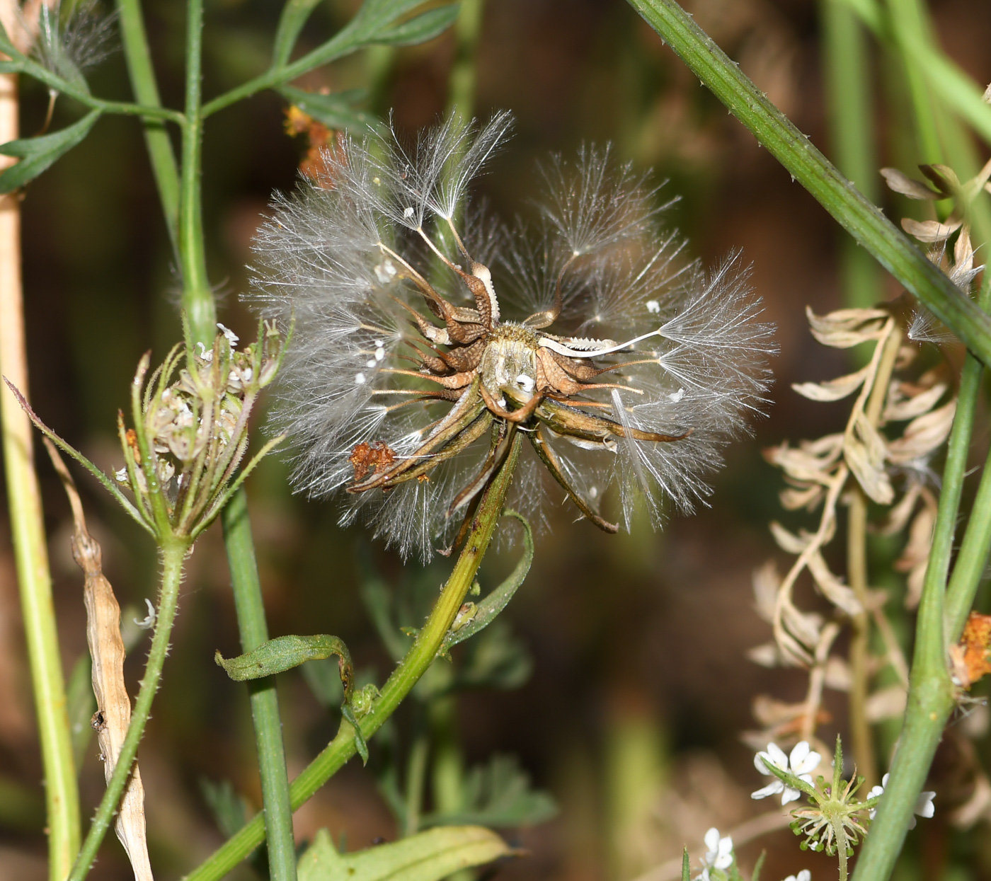 Image of Urospermum picroides specimen.