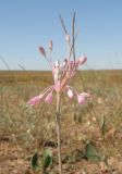 Allium praescissum. Верхушка побега с соцветием. Крым, Керченский п-ов, окр. пос. Приморский, полынная степь на пастбище. 26 июня 2019 г.