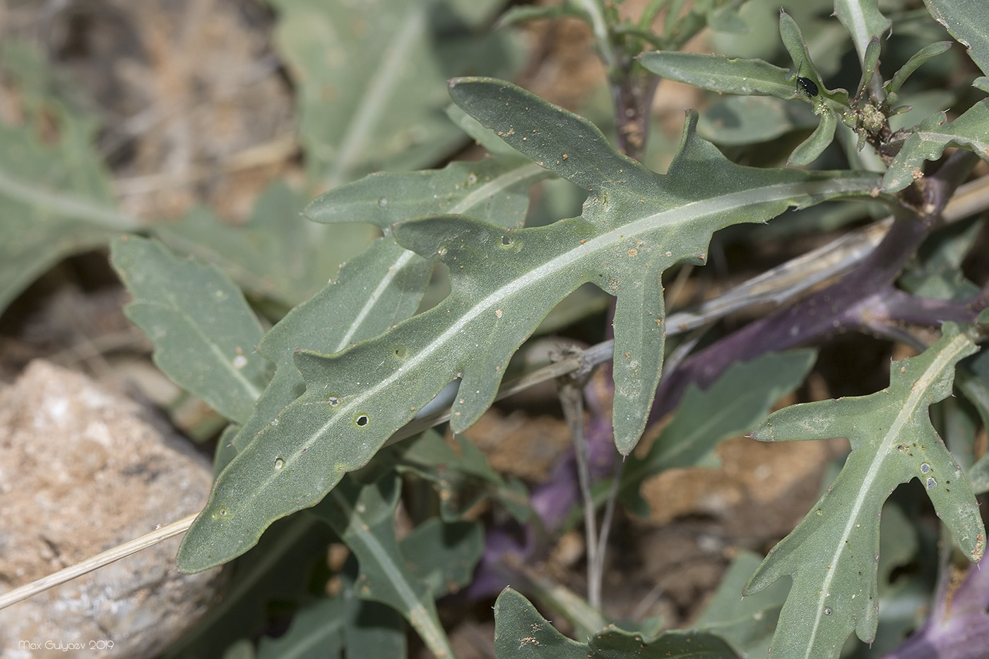 Изображение особи Diplotaxis tenuifolia.