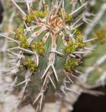 Euphorbia handiensis. Часть побега с соцветиями. Испания, автономное сообщество Канарские о-ва, о-в Фуэртевентура, провинция Las Palmas, муниципалитет Pajara, пос. La Lajita, \"Оазис-Парк\", ботанический сад, reserva de plantas autoctonas, склон западной экспозиции, растительное сообщество Euphorbia canariensis - Euphorbia balsamifera. 08.06.2019.