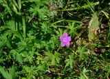 Geranium palustre