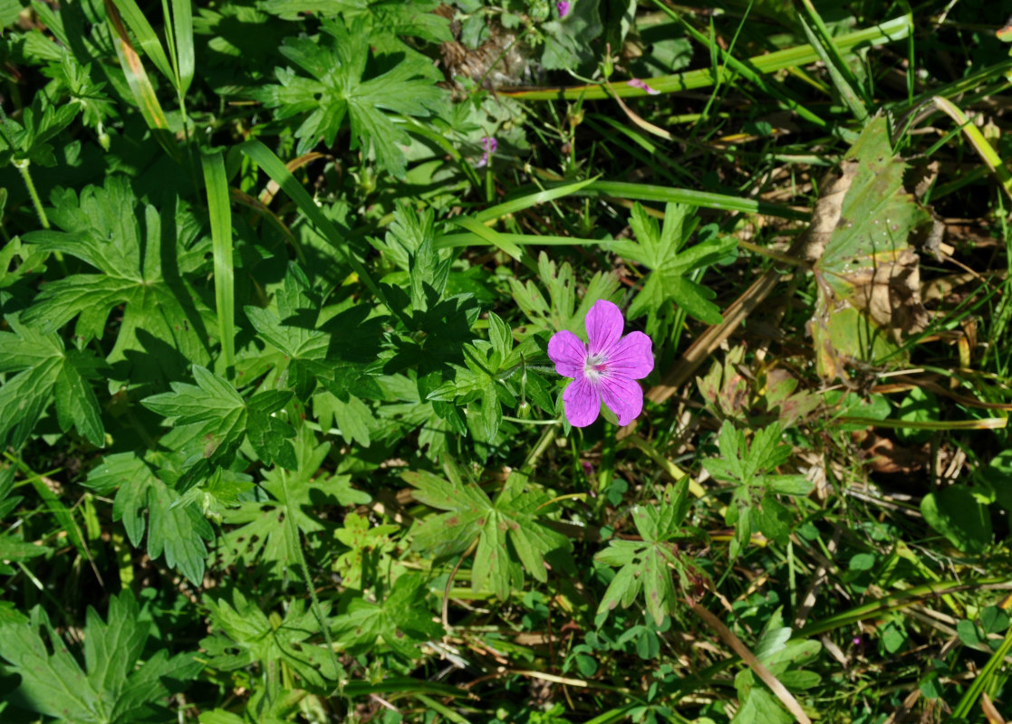 Изображение особи Geranium palustre.