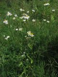 Erigeron annuus. Цветущее растение. Крым, окр. с. Лучистое. 21 июля 2010 г.