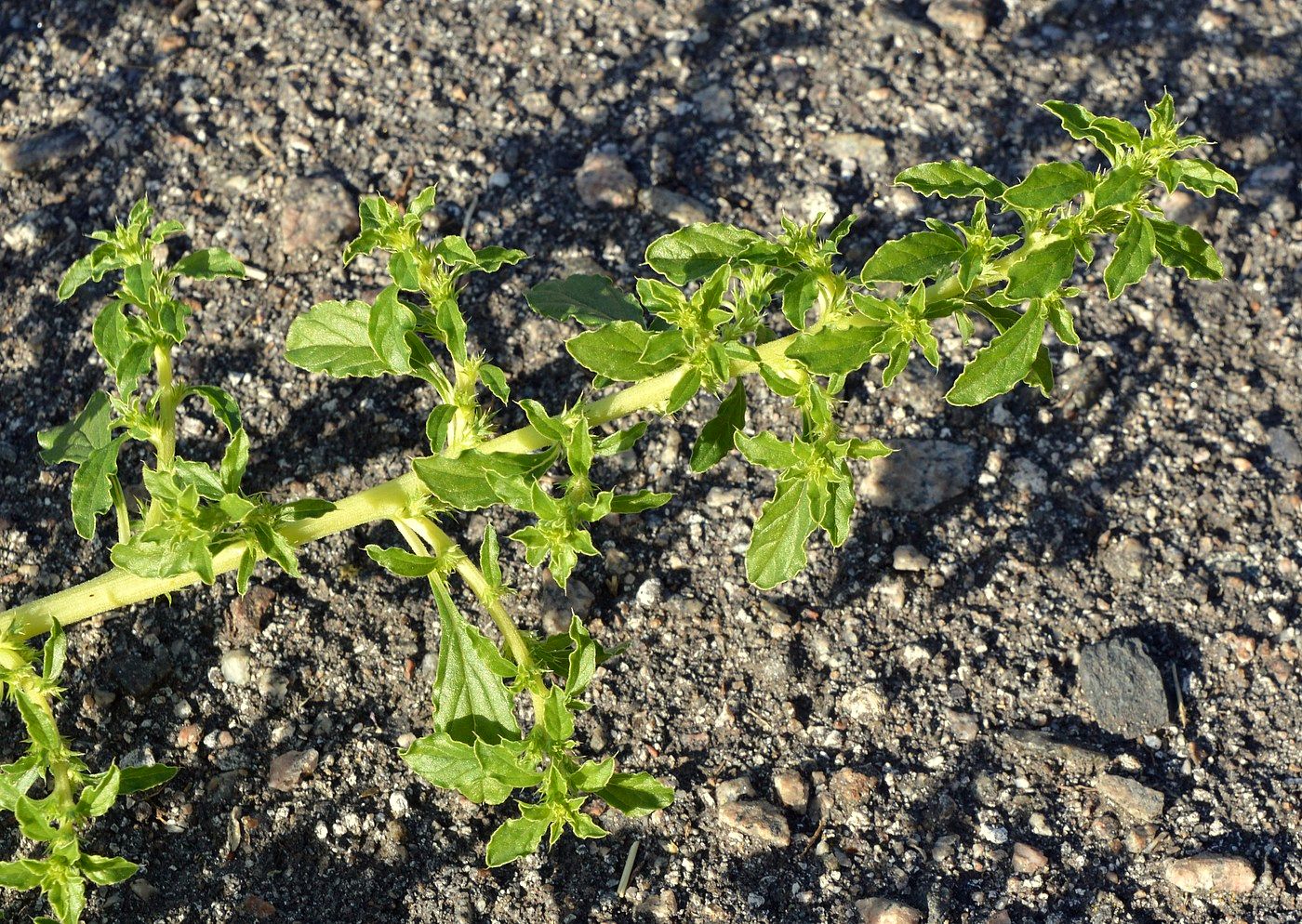 Image of Amaranthus albus specimen.