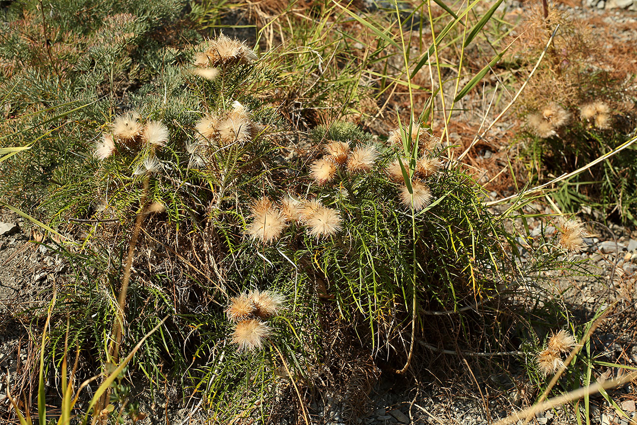 Image of Lamyra echinocephala specimen.