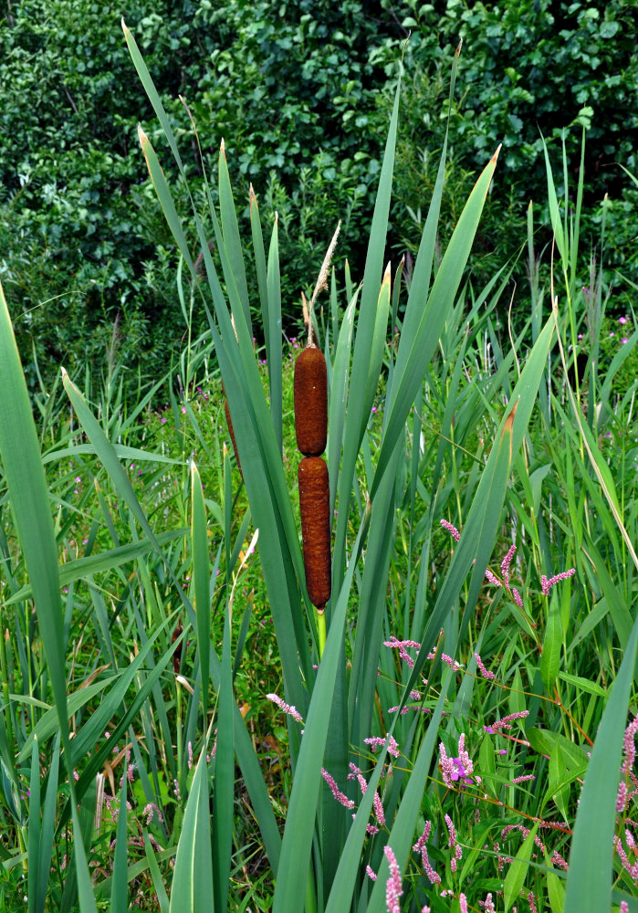 Изображение особи Typha latifolia.